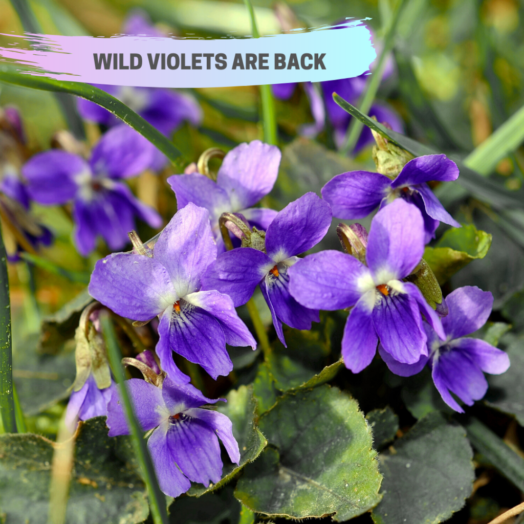 The Wild Violets Are Back And Green Velvet Is Here To Help